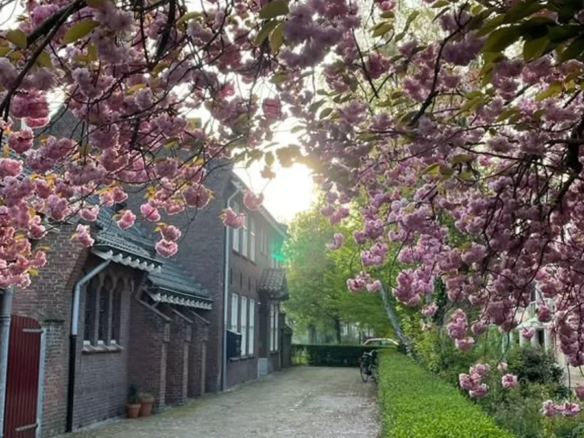 Oranjeboomstraat, 4812EM Breda